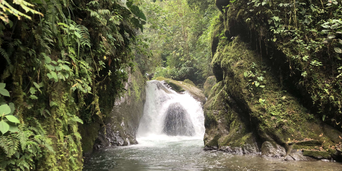 Mindo Cloud Forest Day Tour Discover Ecuador S Natural Beauty