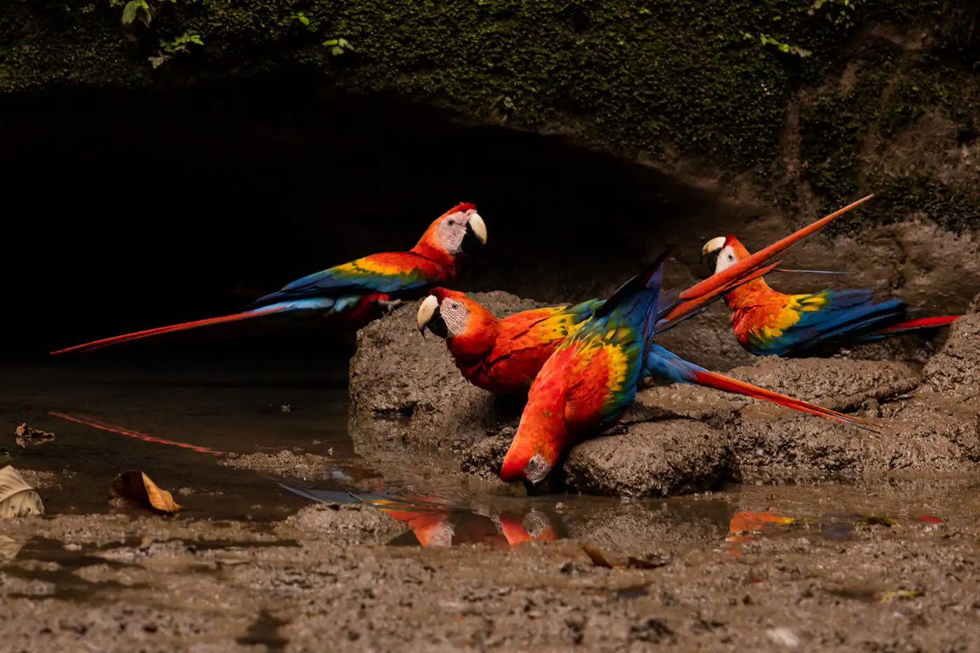 Birdwatching, 2 Canoe tours & Jungle Walk by Ecuatraveling