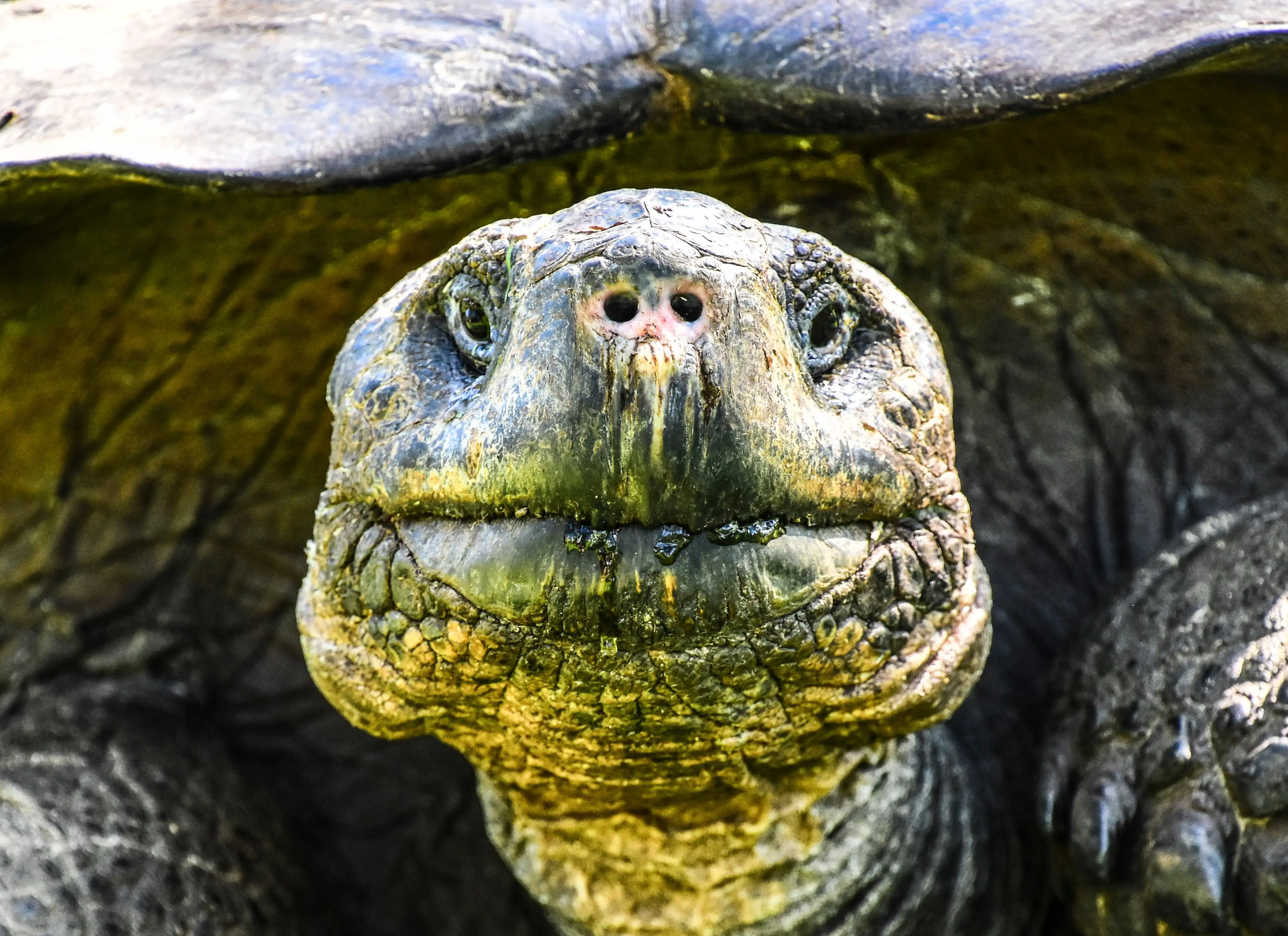 Galapagos 1 - Visit Santa Cruz Island by Ecuatraveling