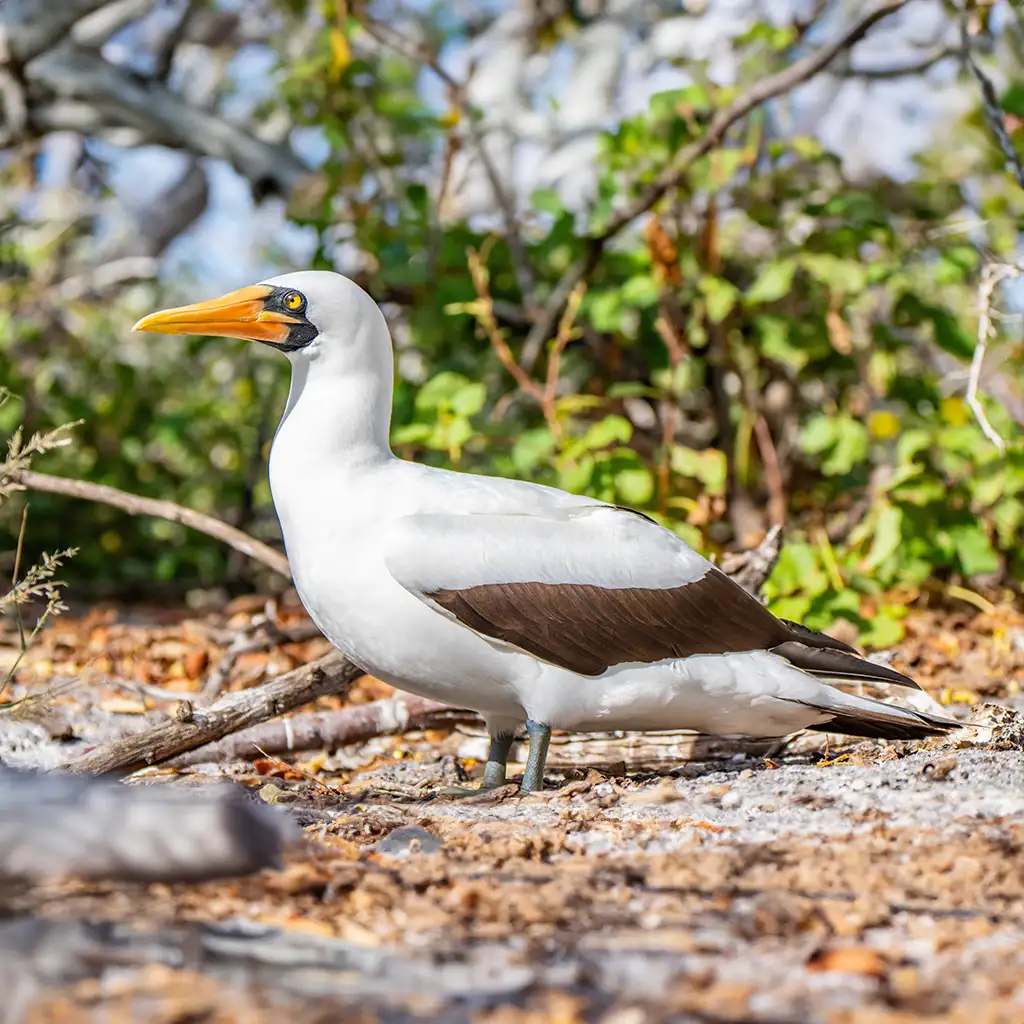 Galapagos 3 - Genovesa Island   by Ecuatraveling