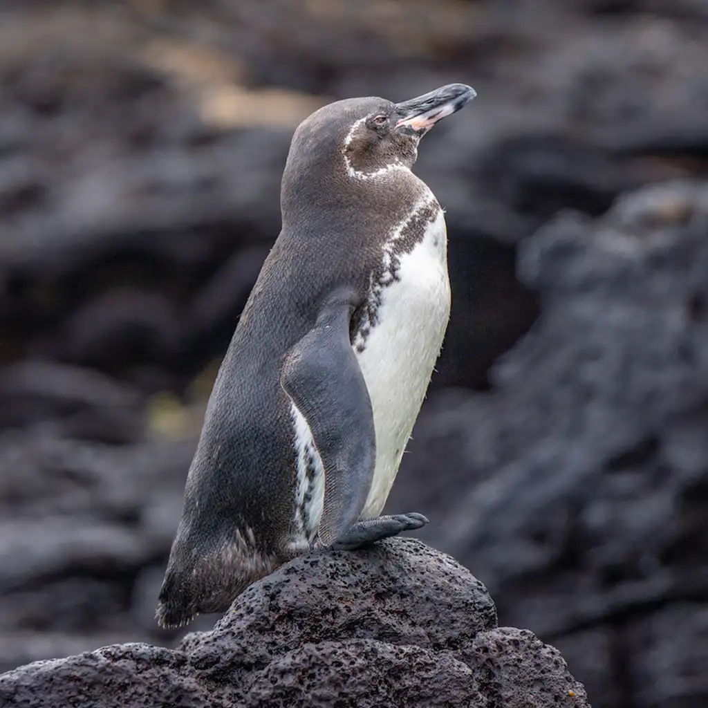 Galapagos 2 - Santiago Island & Chinese Hat Islet by Ecuatraveling